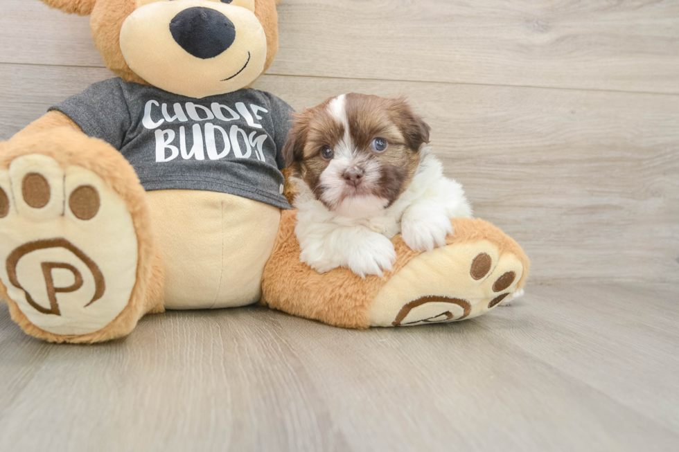 Havashu Puppy for Adoption