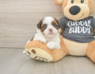 5 week old Havashu Puppy For Sale - Premier Pups