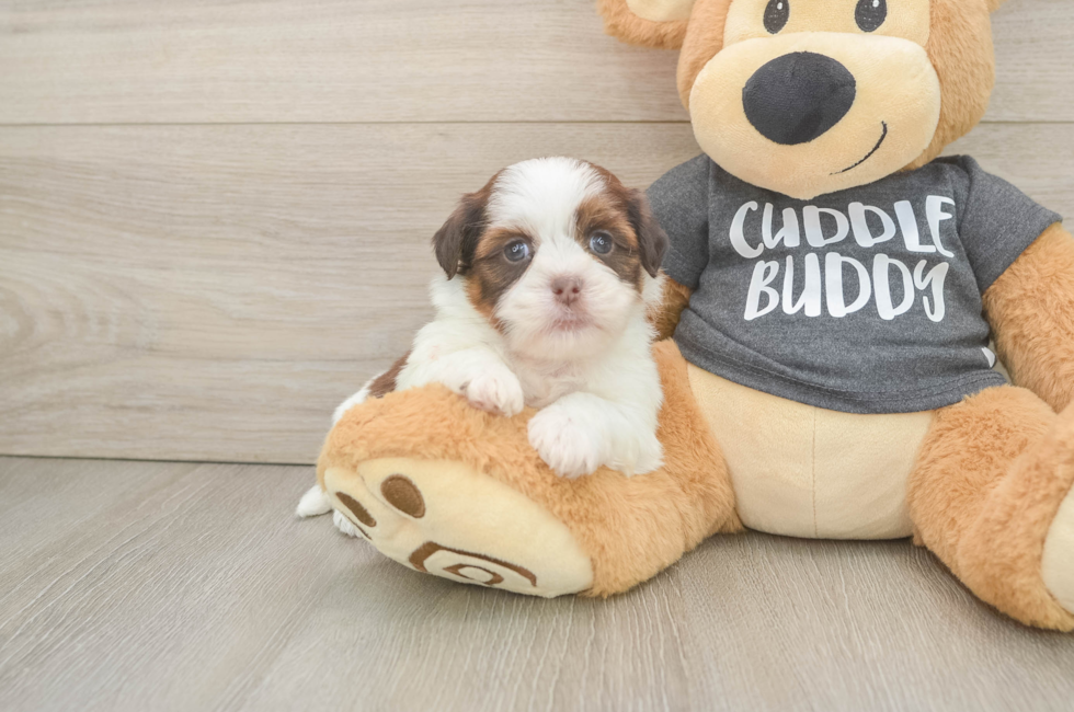 5 week old Havashu Puppy For Sale - Premier Pups