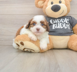 5 week old Havashu Puppy For Sale - Premier Pups