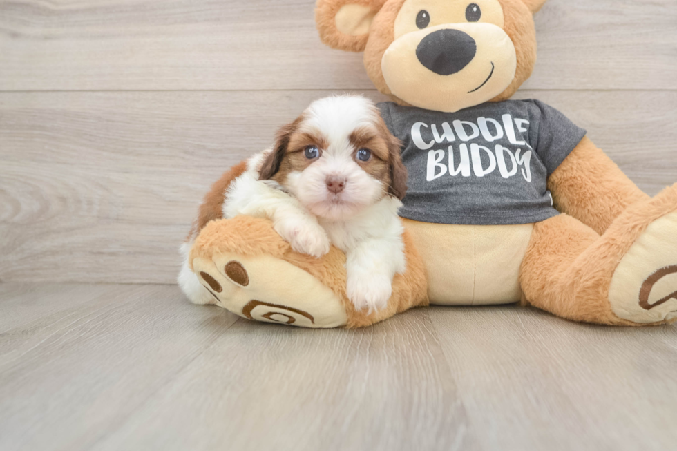 Havashu Pup Being Cute