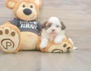 5 week old Havashu Puppy For Sale - Premier Pups