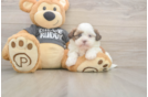 Playful Havanese Shih Tzu Mix Designer Puppy
