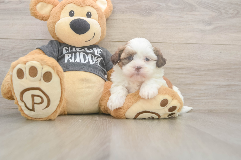 5 week old Havashu Puppy For Sale - Premier Pups
