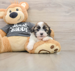 5 week old Havashu Puppy For Sale - Premier Pups