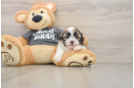 Energetic Havanese Shih Tzu Mix Designer Puppy