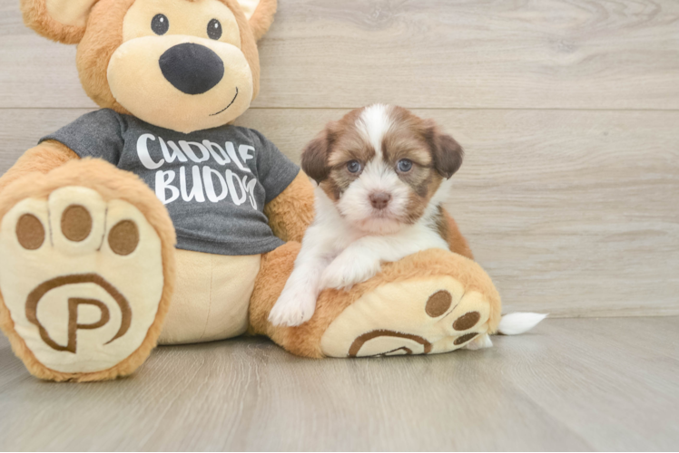 Popular Havashu Designer Pup