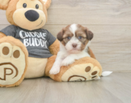 5 week old Havashu Puppy For Sale - Premier Pups
