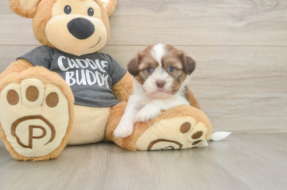5 week old Havashu Puppy For Sale - Premier Pups