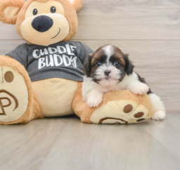 5 week old Havashu Puppy For Sale - Premier Pups