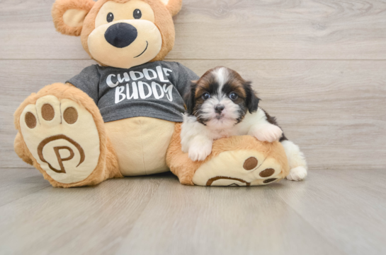 Havashu Pup Being Cute