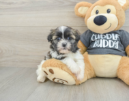 5 week old Havashu Puppy For Sale - Premier Pups
