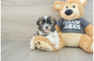 Havashu Puppy for Adoption