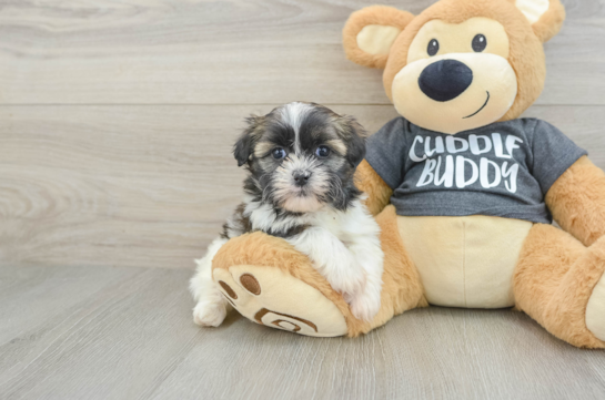 Havashu Puppy for Adoption
