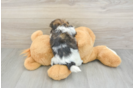 Petite Havashu Designer Pup