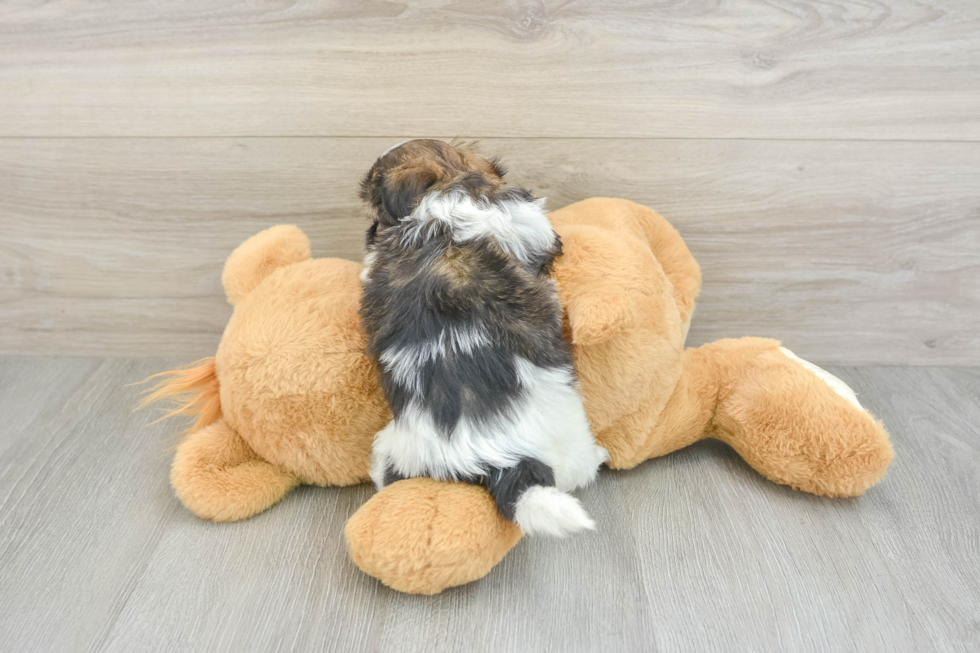 Petite Havashu Designer Pup