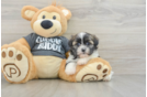 Smart Havashu Designer Pup