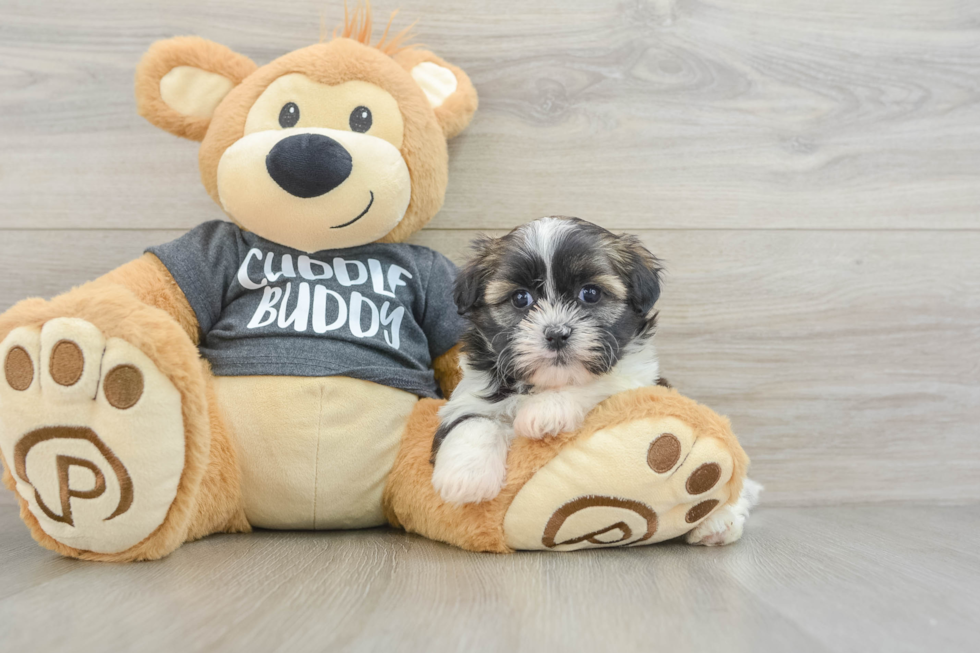 Smart Havashu Designer Pup