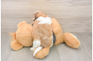 Funny Havashu Designer Pup