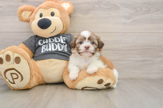Hypoallergenic Havanese Shih Tzu Mix Designer Puppy