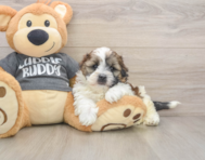 5 week old Havashu Puppy For Sale - Premier Pups