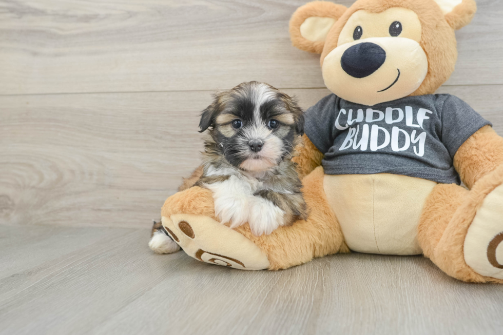 Playful Havanese Shih Tzu Mix Designer Puppy