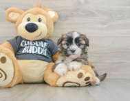 5 week old Havashu Puppy For Sale - Premier Pups