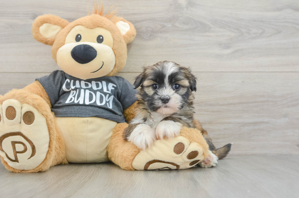 5 week old Havashu Puppy For Sale - Premier Pups