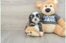 Adorable Havanese Shih Tzu Mix Designer Puppy