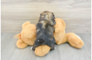 Little Havanese Shih Tzu Mix Designer Puppy