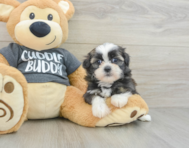 5 week old Havashu Puppy For Sale - Premier Pups