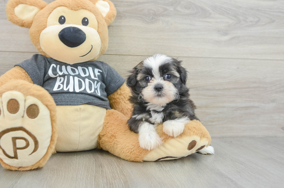 5 week old Havashu Puppy For Sale - Premier Pups