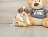 5 week old Havashu Puppy For Sale - Premier Pups