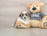 5 week old Havashu Puppy For Sale - Premier Pups