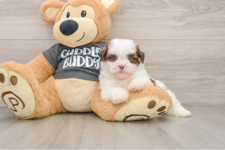 Playful Havanese Shih Tzu Mix Designer Puppy
