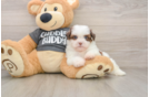 Playful Havanese Shih Tzu Mix Designer Puppy