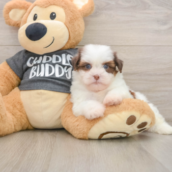 Playful Havanese Shih Tzu Mix Designer Puppy