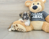 5 week old Havashu Puppy For Sale - Premier Pups