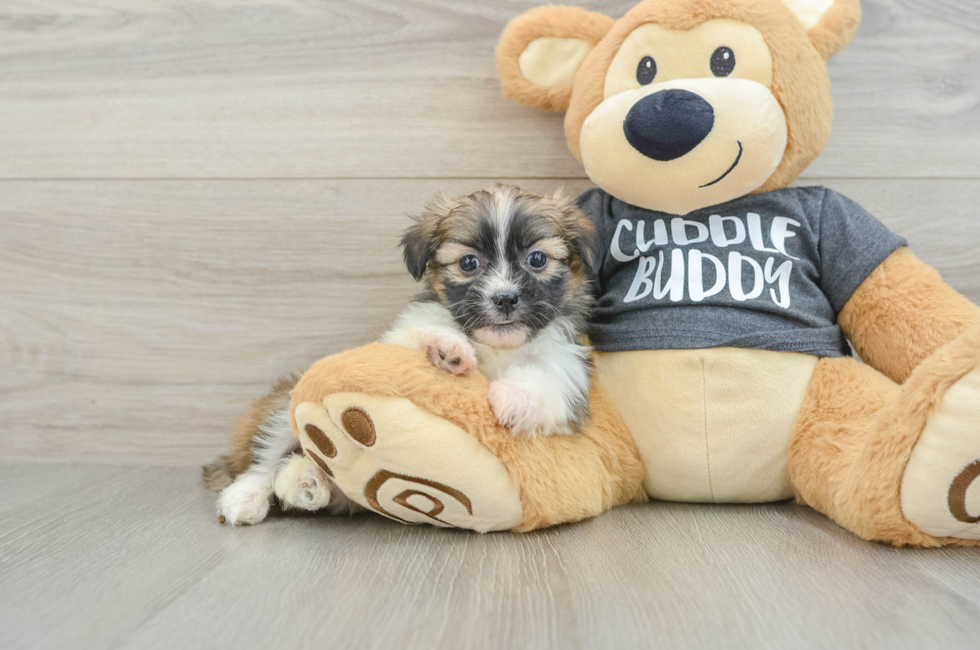 5 week old Havashu Puppy For Sale - Premier Pups