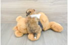 Energetic Havanese Shih Tzu Mix Designer Puppy