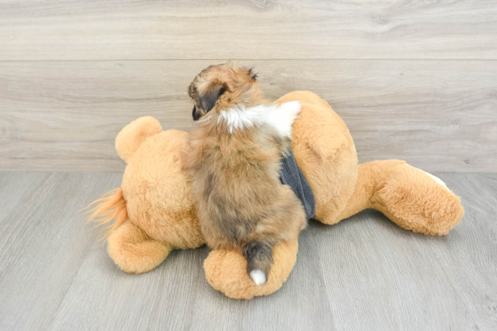 Energetic Havanese Shih Tzu Mix Designer Puppy