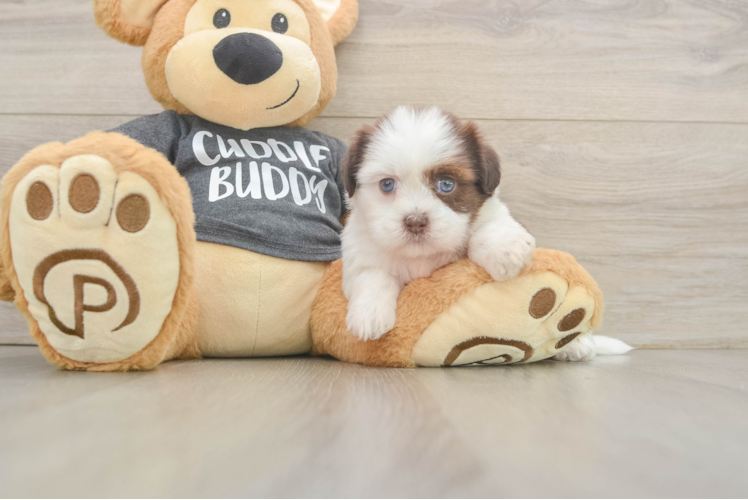 Energetic Havanese Shih Tzu Mix Designer Puppy