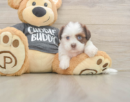5 week old Havashu Puppy For Sale - Premier Pups