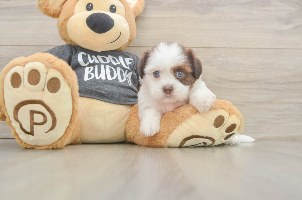 5 week old Havashu Puppy For Sale - Premier Pups