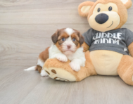 5 week old Havashu Puppy For Sale - Premier Pups