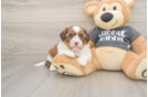 Havashu Puppy for Adoption