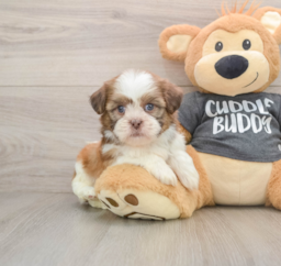 5 week old Havashu Puppy For Sale - Premier Pups