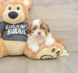 5 week old Havashu Puppy For Sale - Premier Pups