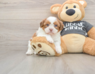 5 week old Havashu Puppy For Sale - Premier Pups
