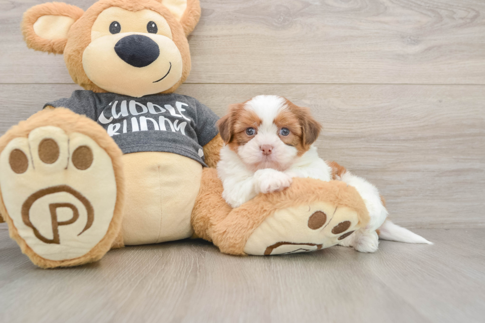 Hypoallergenic Havanese Shih Tzu Mix Designer Puppy